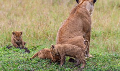 Lions cubs playing under the protection of their mother in the Masai Mara in Kenya	