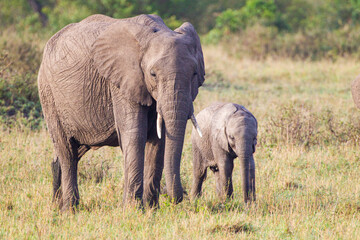 Fototapeta na wymiar Elephant calves grazing in the protection of the heard on the open savannah of the Masai Mara, Kenya 