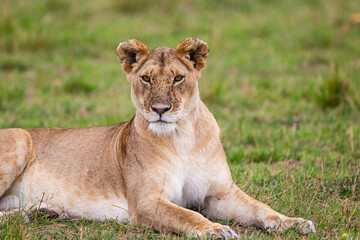 Young lioness on her own, calls out to the pride in the Masai Mara, Kenya