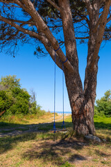 Fototapeta premium swing on a tree next to a beach in Corsica - France