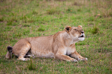 Fototapeta na wymiar Young lioness on her own, calls out to the pride in the Masai Mara, Kenya