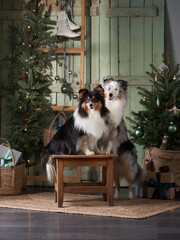 two sheltie dogs in the New Year's interior by the Christmas tree