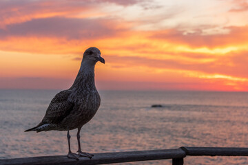 seagull at sunset