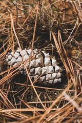 the pinecone