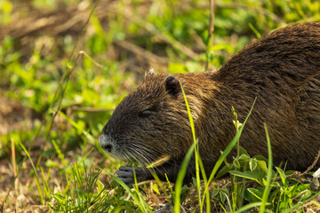 ヌートリア(広島市)