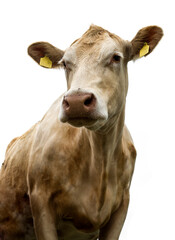 Cow on a white background