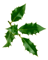 Fototapeta premium Holly on a white background!