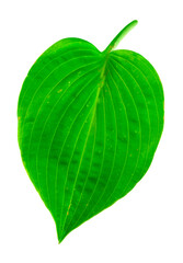 hosta leaf on white background