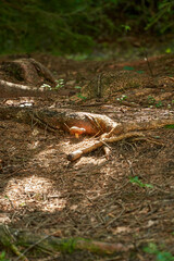 a mashroom in a forrest pathway