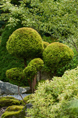bonsai tree in garden