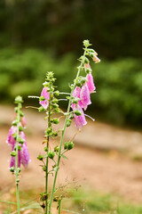violet bellflower in spring forrest