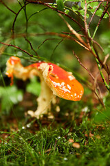 flytrap mushroom in forest