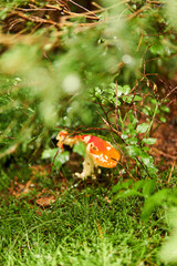 flytrap mushroom in forest