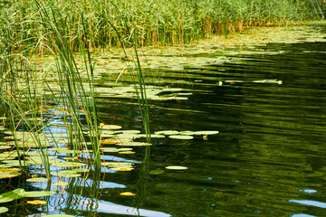 reeds in water