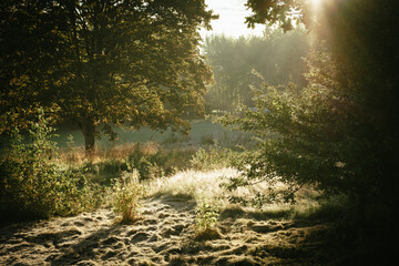 Early, cold morning with dew, sun