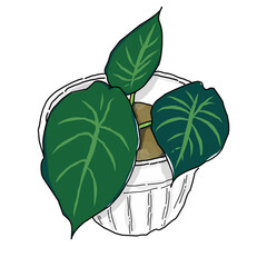 green leaves potted plant isolated on white background