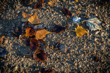 campo en invierno con árboles y hojas amarillas