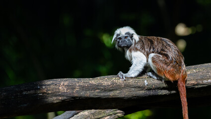 Cotton-top tamarin (Saguinus oedipus)
