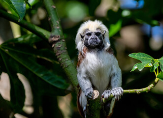 Cotton-top tamarin (Saguinus oedipus)