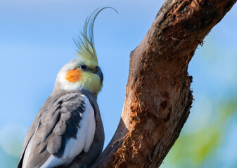 Cockatiel (Nymphicus hollandicus)