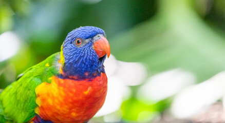 Rainbow lorikeet (Trichoglossus moluccanus)