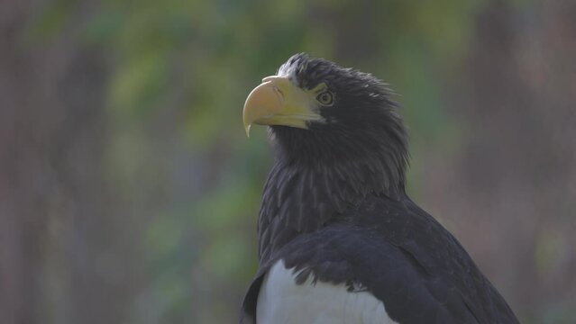 Steller's sea eagle (Haliaeetus pelagicus). Wildlife animal. detail portrait of rare bird. Close-up portrait of beautiful proud bird. 4K slow motion 120 fps video, ProRes 422, ungraded C-LOG 10 bit