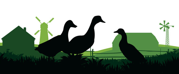 Ducks graze in pasture. Picture silhouette. Farm pets. Domestic poultry. Rural landscape with farmer house. Isolated on white background. Vector