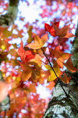 maple leaf red autumn tree with blurred background. Beautiful maple trees with coloured leafs at autumn. Colorful foliage in the park.