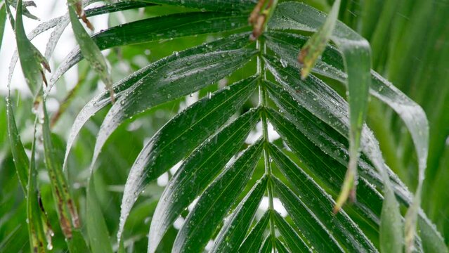 Rain drops falling on ground against bushes on back yard. Tropical garden. Rainy weather on summer day. Downpour. Close up. Green threes. Nature. High quality 4k footage