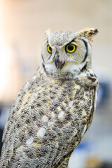 Owl staring with yellow eyes and unfocused background