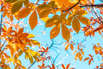 Beautiful autumn leaves in the park