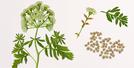 Ajwain (Trachyspermum Ammi). Botanical illustration on white paper. The best medicinal plants, their effects and contraindications. Natural medicine. Plant properties