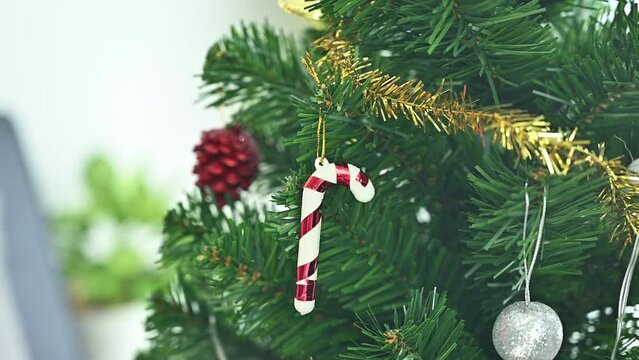 Woman hands hanging a candy cane on decorated Christmas tree during Christmas festival and New Year celebration.