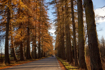 Road in the alley of larch on the autumn day, selective focus