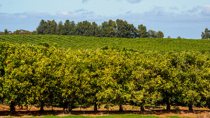 Fototapeta na wymiar Citrus and vineyard plantation in the Clare Valley, South Australia