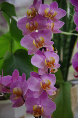 Pink orchid flower. Close-up on a natural background. Selective focus.Vertical.