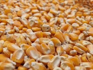 Corn kernels are packed in sacks. close up macro shot