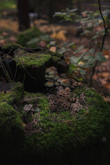 Enchanted moody digital backdrop for magical newborn photography