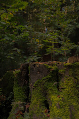 Enchanted moody digital backdrop for magical photography