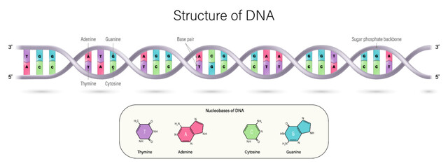 Structure of DNA vector. DNA double helix. Thymine, Adenine, Cytosine and Guanine. Base pair and sugar phosphate backbone.