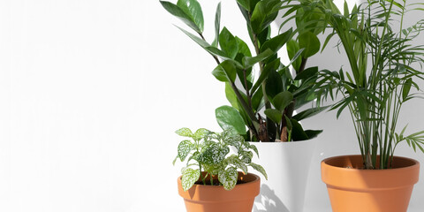 Home plants in different pots on a white background: hamedorea or areca palm, fittonia, zamiokulkas. Home gardening concept. Houseplants in a modern interior. Banner