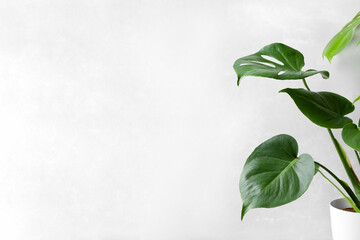 Monstera or Swiss cheese plant on a gray concrete background. A houseplant in a modern interior. Minimalism concept.
