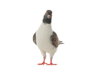 german modena dove isolated on white background