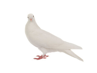 white dove isolated on white background