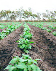 Agriculture farm, plant growth sustainability and field for carbon capture or ecology farming. Eco friendly farming, plantation and vegetables for clean energy or sustainable food in countryside