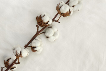 Flowers cotton on white knitted fabric background with space for text. Top view, flat lay. Ecological healthy lifestyle
