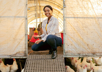 Farm, agriculture and chickens with a farmer black woman in a chicken coop while farming for...