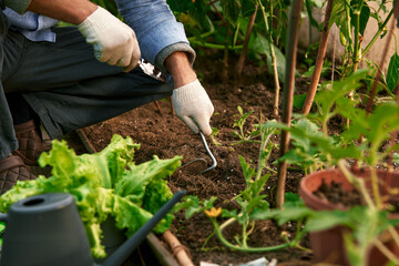 Farmer in gloves on his hands planting young eggplant seedling in dry soil in organic garden. Eco-friendly horticulture concept. Selective focus