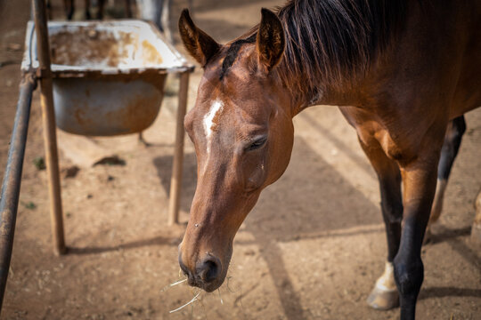 Horizontal portrait, selective focus, close-up, of brown horse head with black mane, looking at the ground, eating hay in his outdoor stable, a summer afternoon, with shallow depth of field. Tenerife,