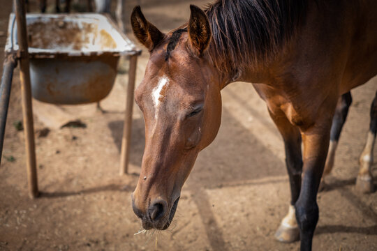 Horizontal portrait, selective focus, close-up, of brown horse head with black mane, looking at the ground, eating hay in his outdoor stable, a summer afternoon, with shallow depth of field. Tenerife,